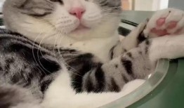 百万网红粉丝爆料胖猫视频,胖猫萌态视频走红网络